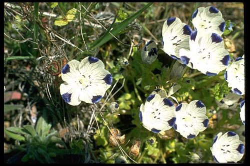 Fivespot Nemophila Maculata