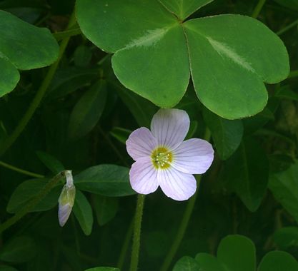 Sorrel Oxalis Oregana