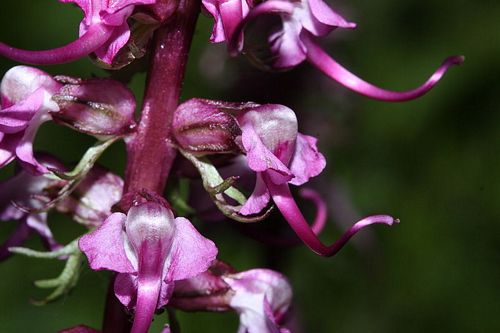 Elephant Heads Pedicularis Groenlandica