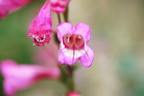 The Delicate Subject of Dingleberries (or Pseudocoprostasis) - Petful