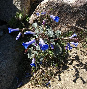 Bells of the Desert