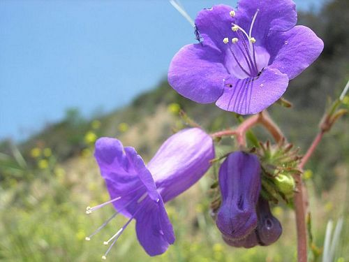 California Blue Bells (pack) - Grow Organic