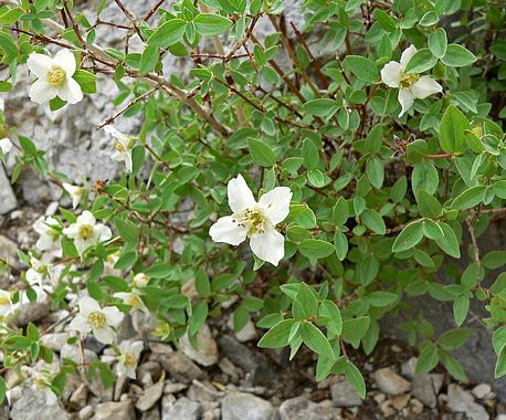 Desert Syringa, Philadelphus microphyllus