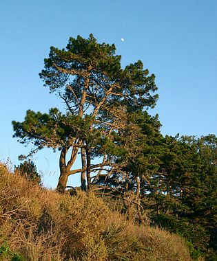 Solve Production center drink Monterey Pine, Pinus radiata