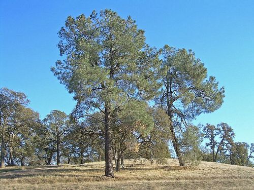Foothill Pine 