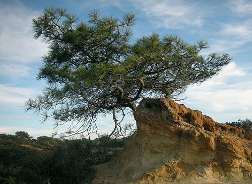 torrey pines trees protected