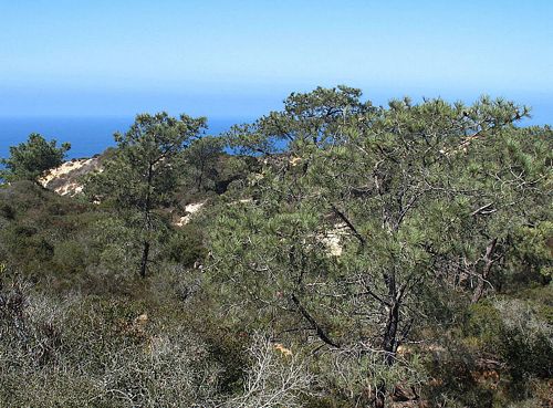 torrey pine tree growth rate