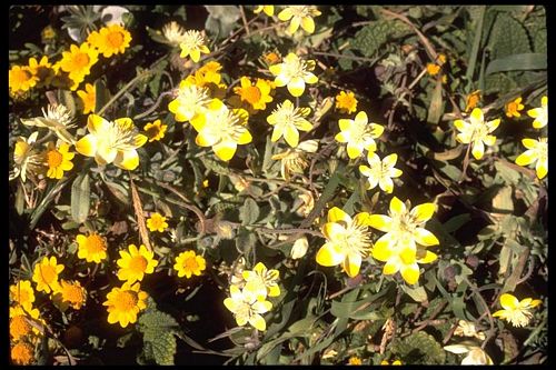 Download Creamcups Platystemon Californicus