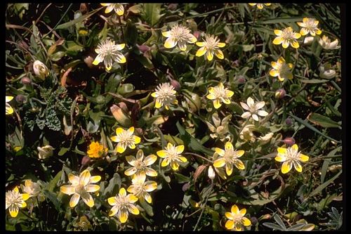 Download Creamcups Platystemon Californicus