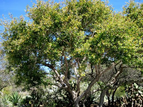 Coast Live Oak Quercus Agrifolia