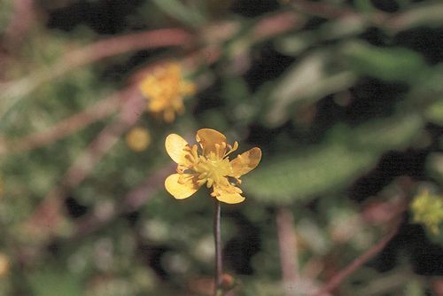 Western Buttercup, Ranunculus occidentalis