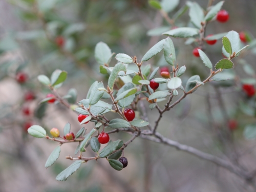 Hairyleaf Redberry, Rhamnus pilosa