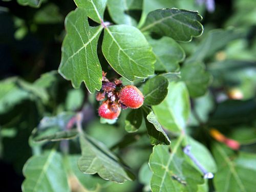 Fragrant Sumac 50 seeds - delicious edible fruits Rhus aromatica 
