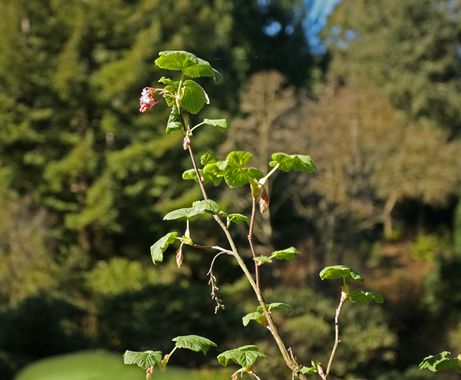 Pink-flowering Currant, Ribes sanguineum var. glutinosum