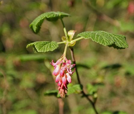 Pink-flowering Currant, Ribes sanguineum var. glutinosum