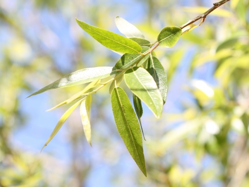12 Common Species of Willow Trees and Shrubs