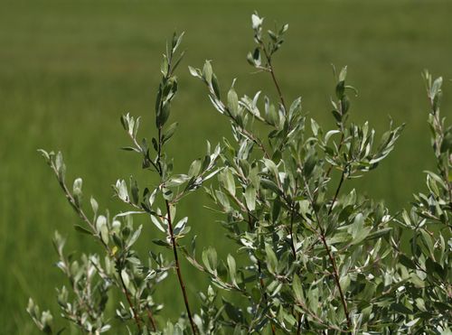 Sierra Willow Salix Orestera