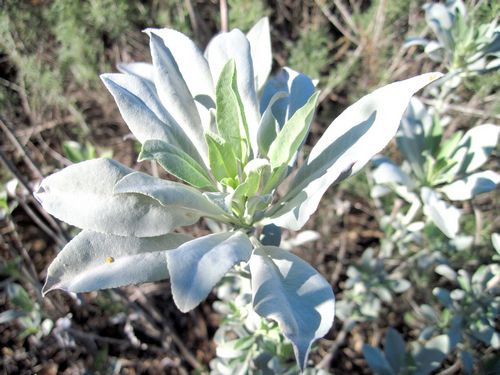 Salvia Apiana - giardinodellearomatiche JimdoPage!