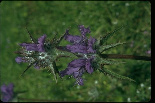 Salvia Bianca - The Green Carousel