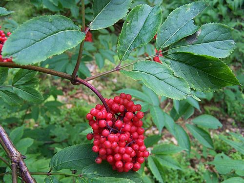 Diktat Synslinie samarbejde Red Elderberry, Sambucus racemosa
