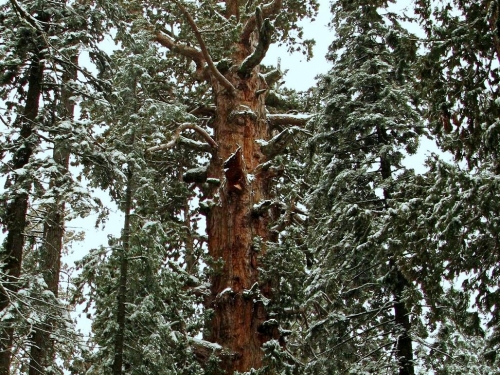Giant Redwood Tree sequioadendron giganteum Plant 15-20cm Mammut Tree sequoie