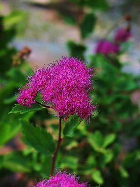 Green leaves and red stems - photos of Spiraea Splendens, Rosaceae