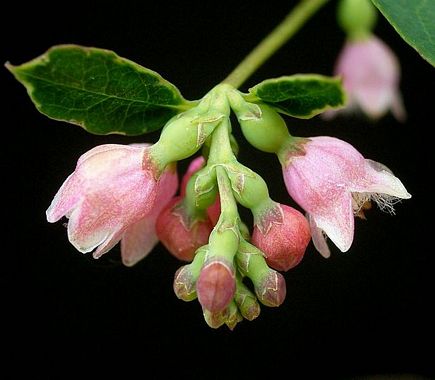 BBC - Gardening: Plant Finder - Snowberry