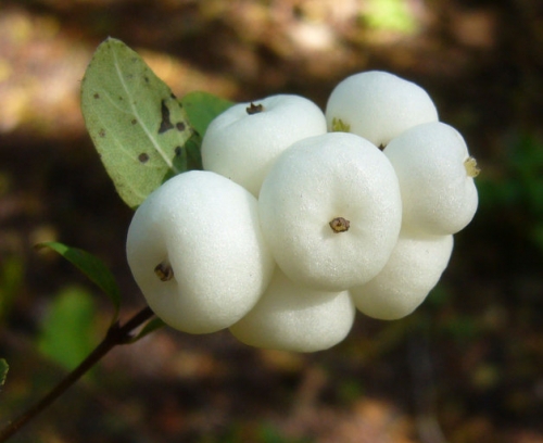 Snowberry, Symphoricarpos albus var. laevigatus