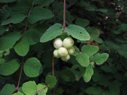 Common Snowberry (U.S. National Park Service)