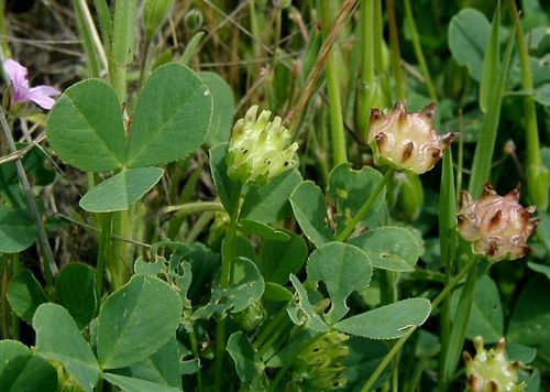 Sour Clover Trifolium Fucatum