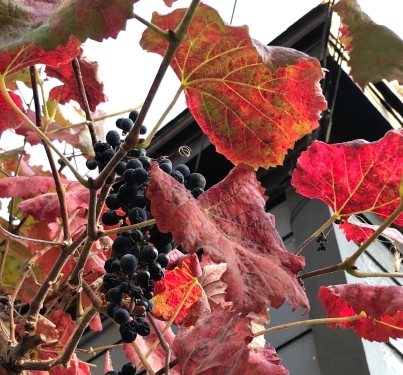 Roger's Red Grape, Vitis 'Roger's Red