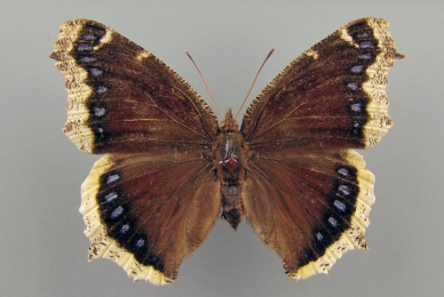 Mourning Cloak Nymphalis Antiopa