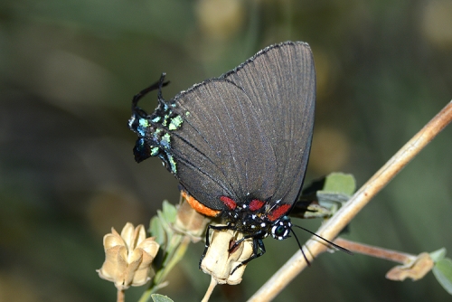 Great Purple Hairstreak Atlides halesus (Cramer, 1777