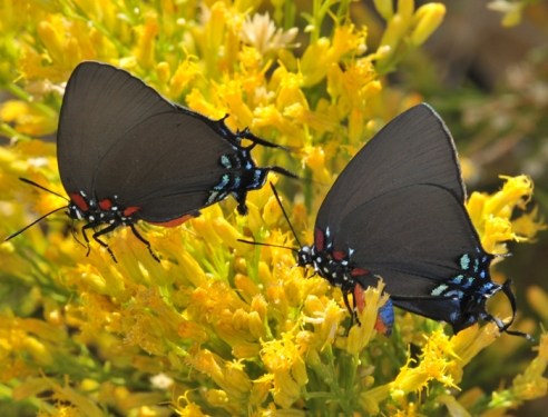 Great Purple Hairstreak Atlides halesus (Cramer, 1777