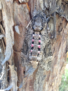 Pink-spotted hawk moth (Agrius cingulata) - Picture Insect