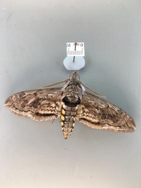 Five-spotted Hawkmoth