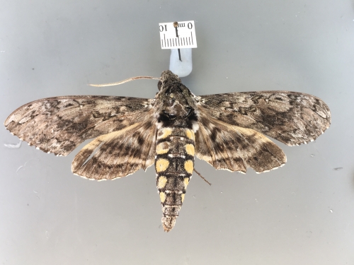 Five-spotted hawkmoth Manduca quinquemaculata (Haworth, 1803)