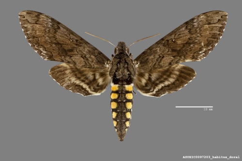 Five-spotted hawkmoth Manduca quinquemaculata (Haworth, 1803)