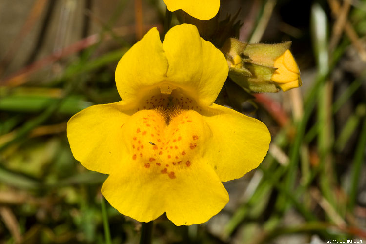 Mimulus puniceus