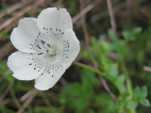 Baby Blue Eyes Nemophila Menziesii Var Atomaria