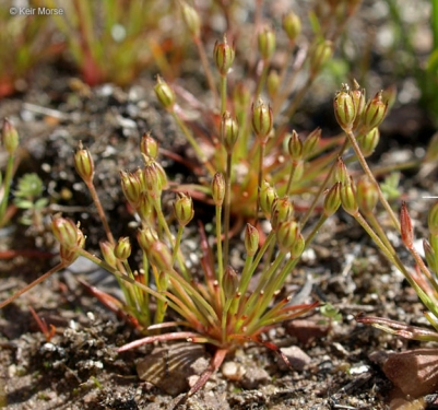 Santa Lucia Dwarf Rush, Juncus luciensis