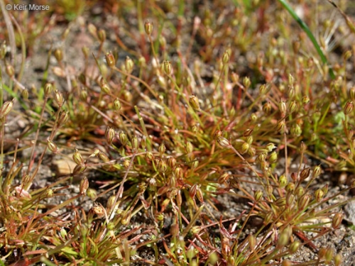 Santa Lucia Dwarf Rush, Juncus luciensis