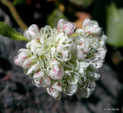 Eriogonum pyrolifolium (Dirty Socks), A foul smelling plant…