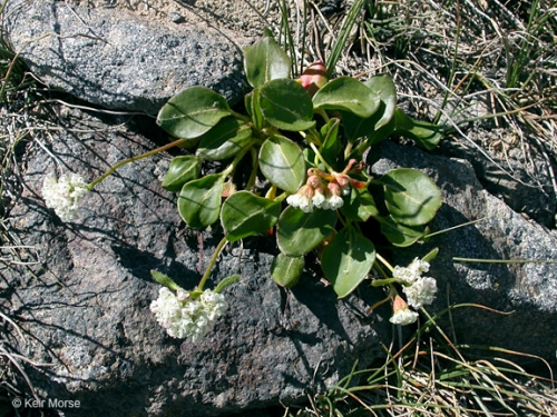 Eriogonum pyrolifolium (Dirty Socks), A foul smelling plant…