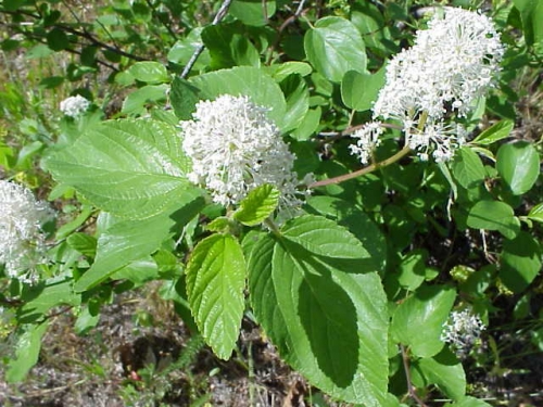 Red Stem Ceanothus, Ceanothus sanguineus