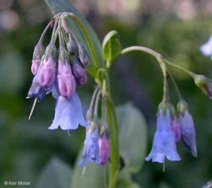 Mertensia - Wikipedia