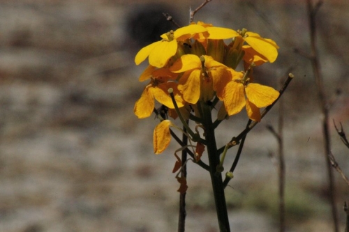 Santa Cruz Wallflower Erysimum teretifolium