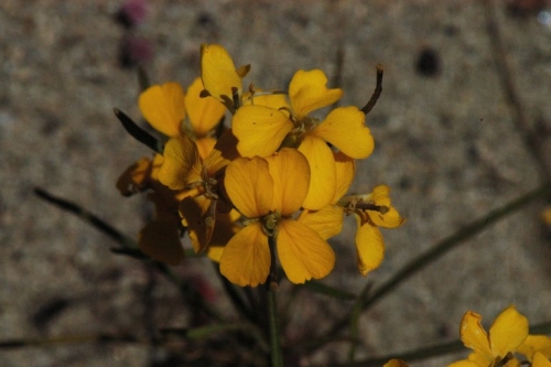 Santa Cruz Wallflower Erysimum teretifolium