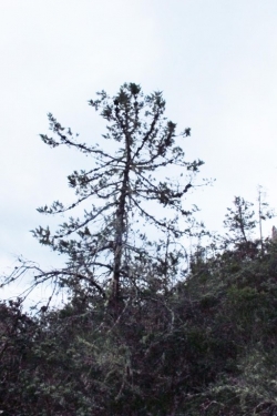 Santa Cruz Cypress Hesperocyparis abramsiana