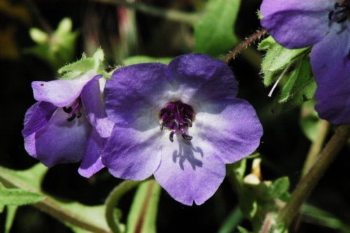 Fiesta Flower LA Native Plant Source